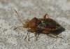 Rhopalus subrufus